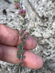 Indigofera glomerata