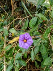 Lycianthes lycioides
