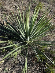 Yucca necopina