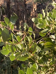 Garryaceae