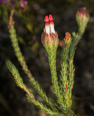 Erica ampullacea