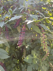 Phytolacca americana