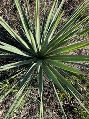 Yucca necopina