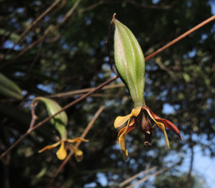 Encyclia