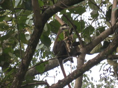 Cercopithecus ascanius