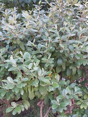 Rhodomyrtus tomentosa