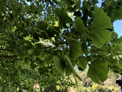 Ginkgo