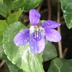 Viola riviniana