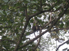 Cercopithecus ascanius