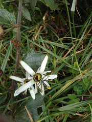 Passiflora bogotensis
