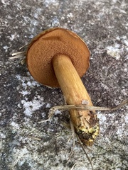Chalciporus