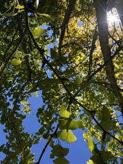 Ginkgo