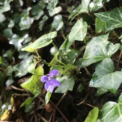 Viola riviniana