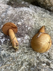 Chalciporus