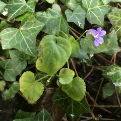Viola riviniana