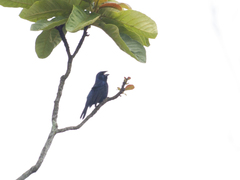 Cyanoloxia brissonii