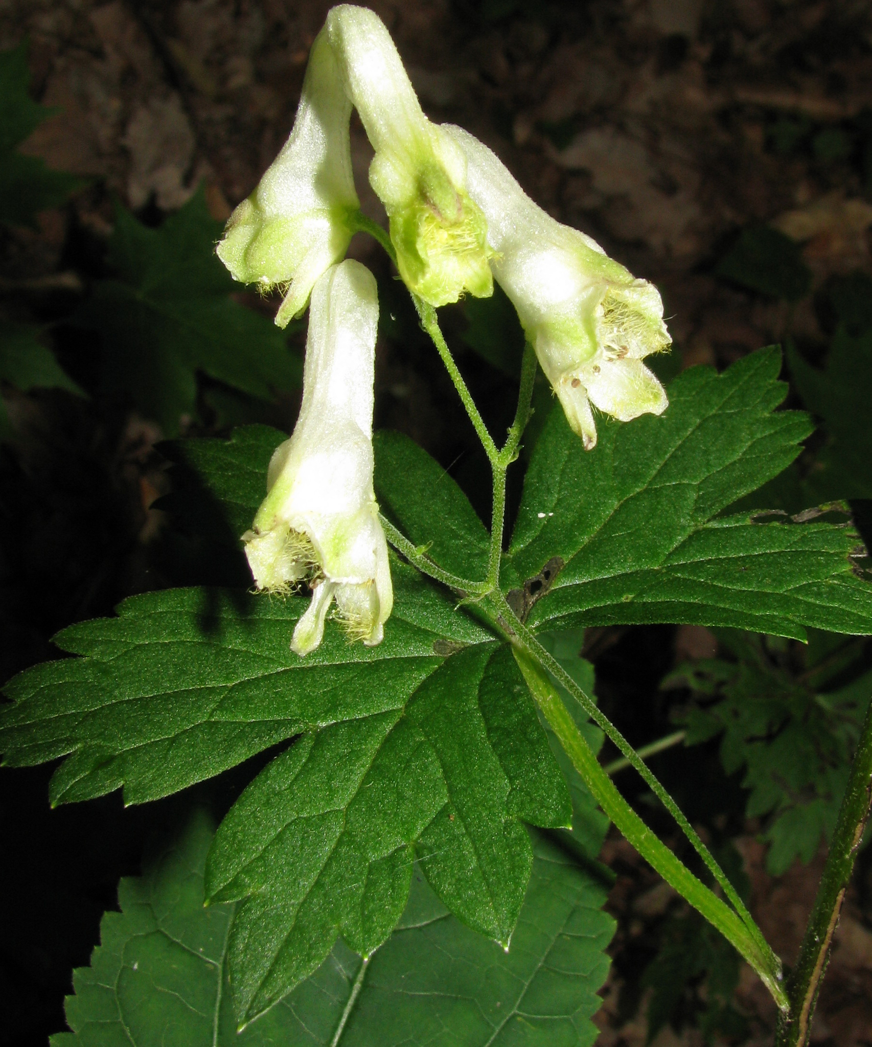 Aconitum reclinatum