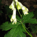 Trailing White Monkshood - Photo (c) Kerry Wixted, some rights reserved (CC BY-NC)