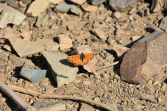 Melitaea gina