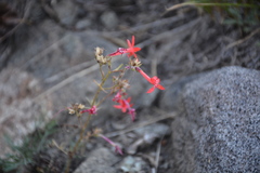 Ipomopsis aggregata formosissima