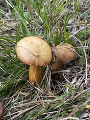 Chalciporus