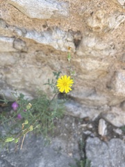 Sonchus