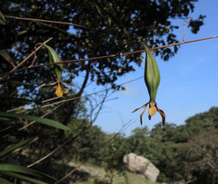 Encyclia