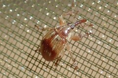 Nanophyinae