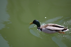 Anas platyrhynchos