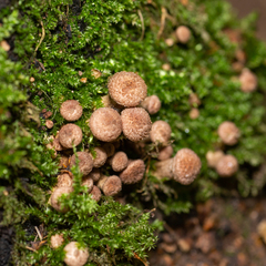 Armillaria