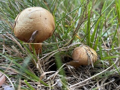 Chalciporus