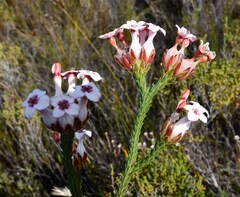 Erica ampullacea