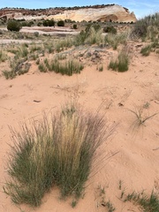 Muhlenbergia pungens
