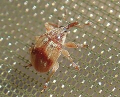 Nanophyinae