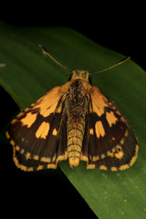 Taractrocera archias