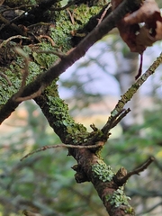 Melanohalea exasperatula