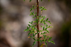 Petrophile diversifolia