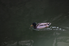 Anas platyrhynchos
