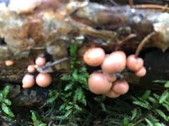 Lycogala epidendrum