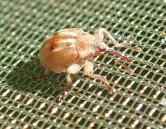 Corimalia