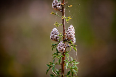 Petrophile diversifolia