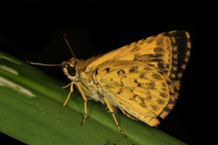 Taractrocera archias