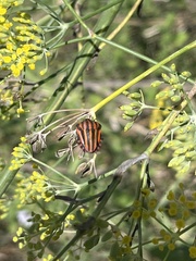 Graphosoma italicum italicum