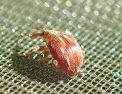 Corimalia tamarisci