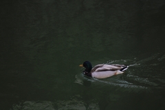 Anas platyrhynchos