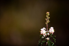 Petrophile diversifolia