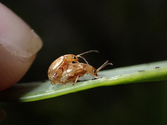 Longitarsus kleiniiperda