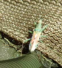 Nabis viridulus
