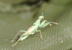 Nabis viridulus