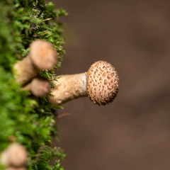Armillaria